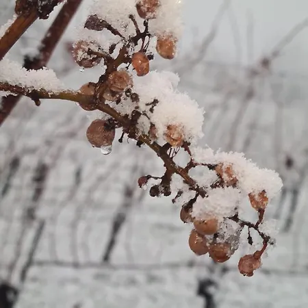 Wein&wohnen Matzl - Apartment
