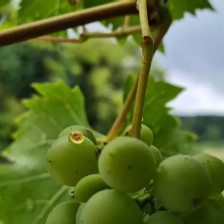 Wein&wohnen Matzl - * Fuerstenfeld