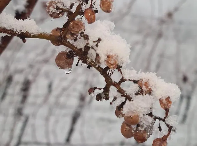 Wein & Wohnen Matzl - Apartmán