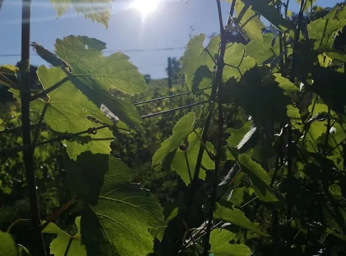 Wein & Wohnen Matzl - Apartmán