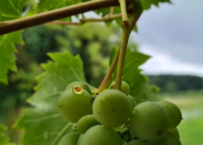Wein & Wohnen Matzl - * Fuerstenfeld