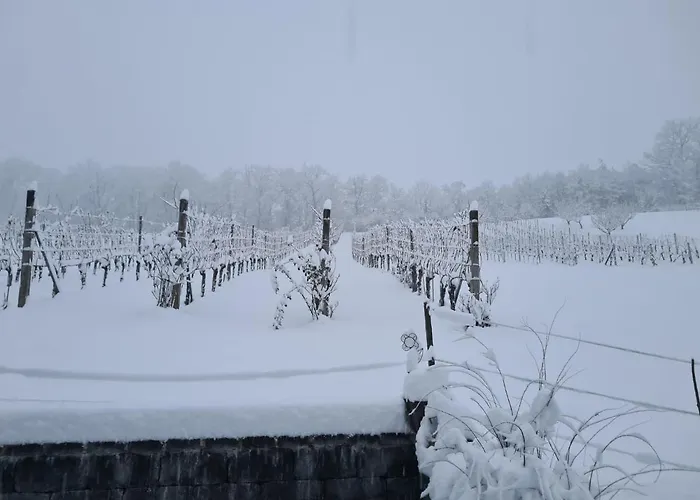 Wein & Wohnen Matzl - Apartmán